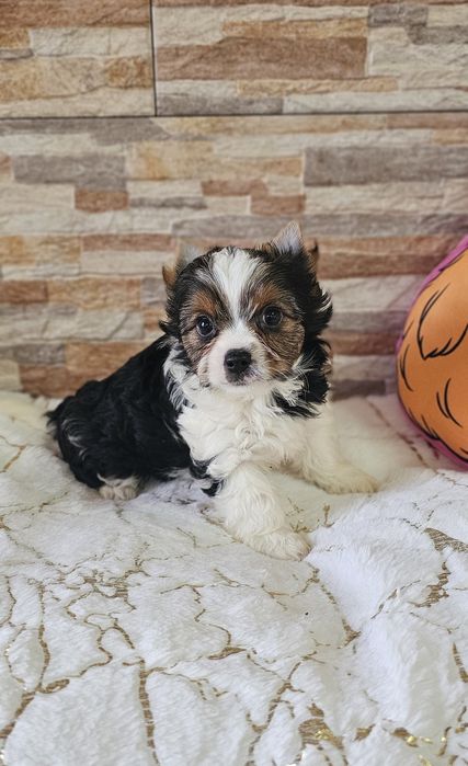 Yorkshire Terrier Biewer cudna  sunia york