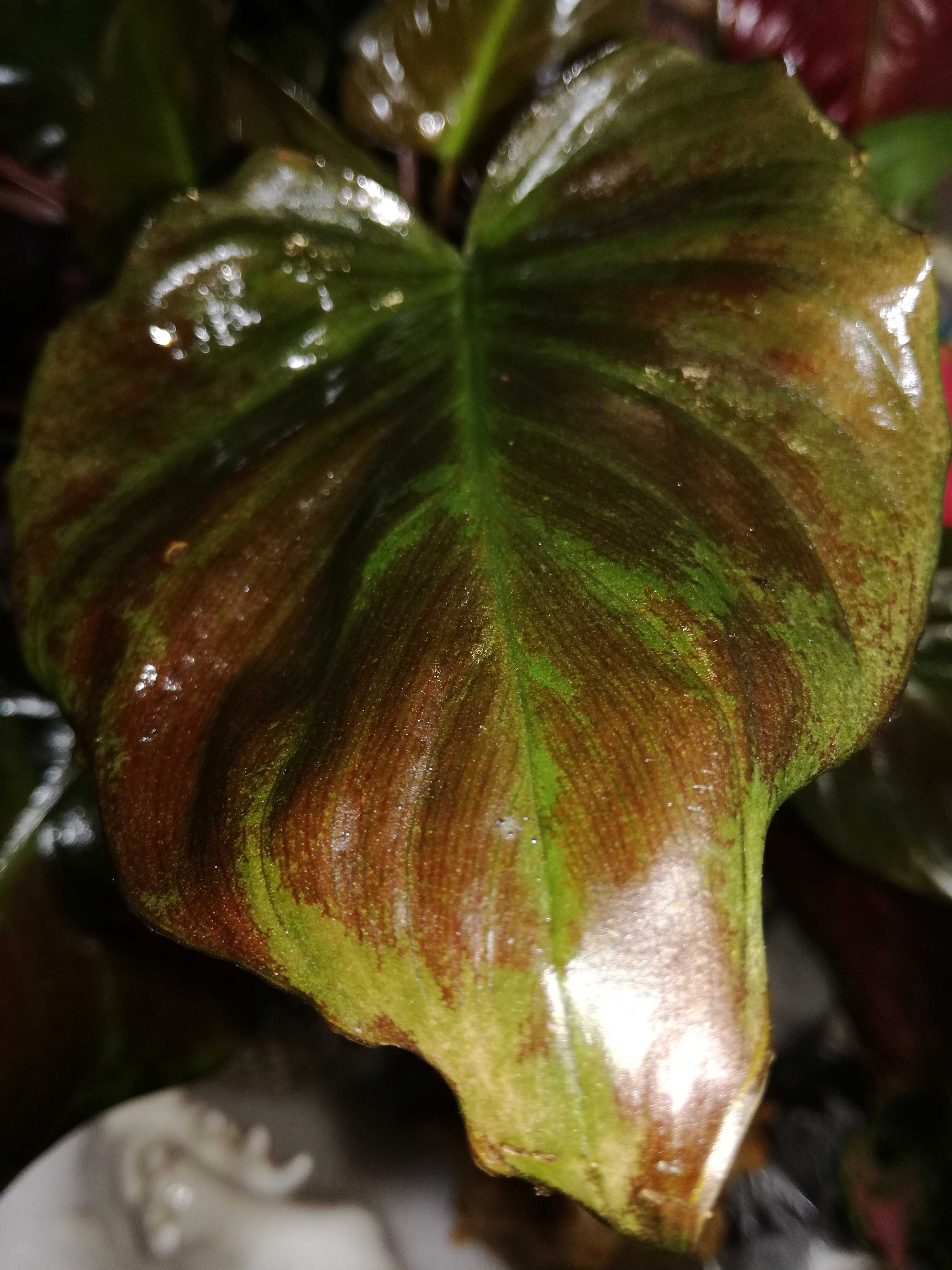 INTERNATIONAL Homalomena Dark Variegata philodendron czerwień czerń