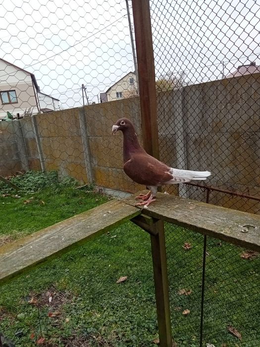 Gołębie Rzeszowski Rzeszowskie