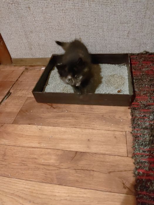 Віддам котиків в добрі руки