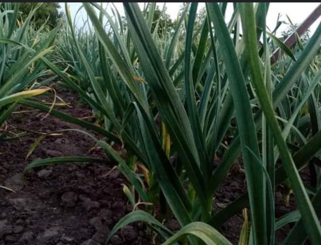 Посівмат, 2 репродукція, сорт Ірен