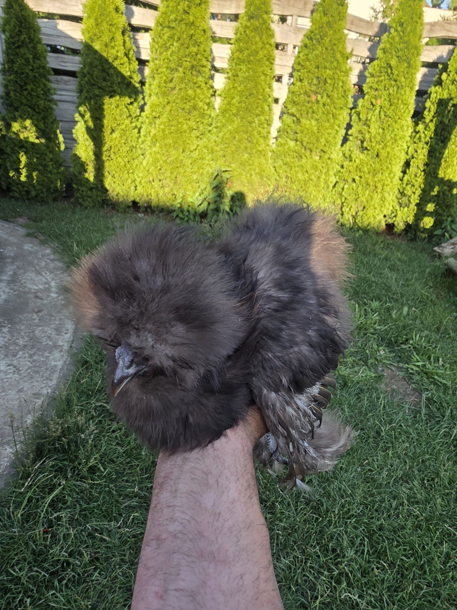 Silka silki Kura silka naturalne ekologiczne kury silki
