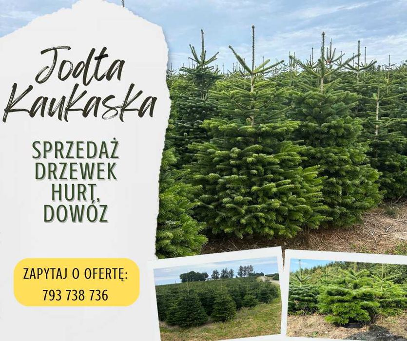 Jodła Kaukaska – choinki świąteczne  najniższe ceny Dostawa cała PL