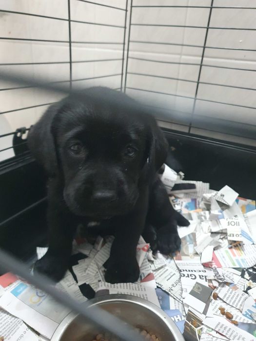 Labradora prete menina