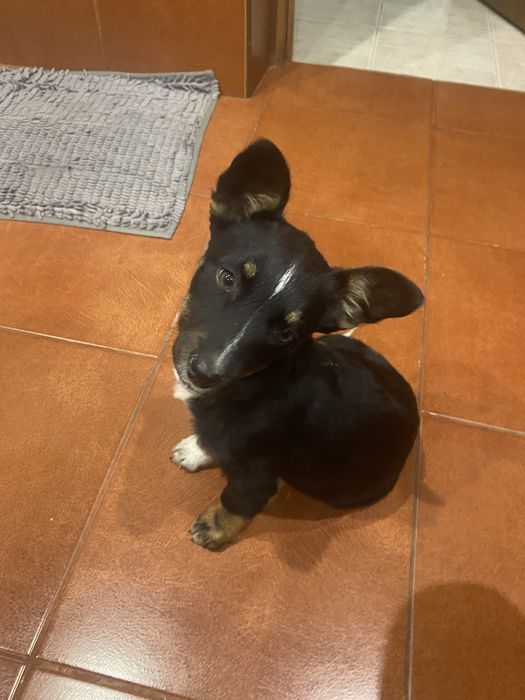 Шукаємо люблячих господарів