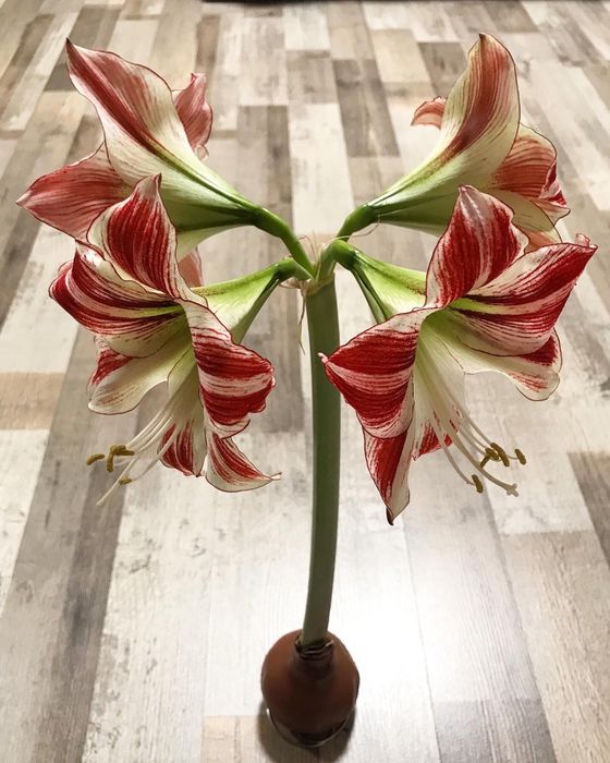 Сортовий Амарілліс Ambianc  ціна за цибулину без квітів