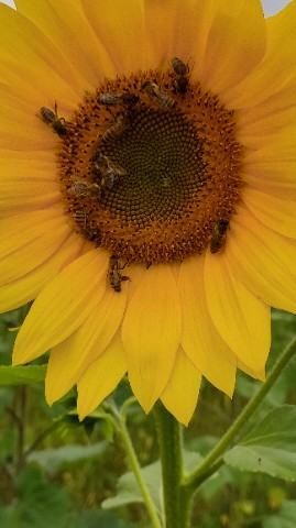 F-RA PASZPORT Słonecznik ozdobny nasiona, pożytek dla pszczół