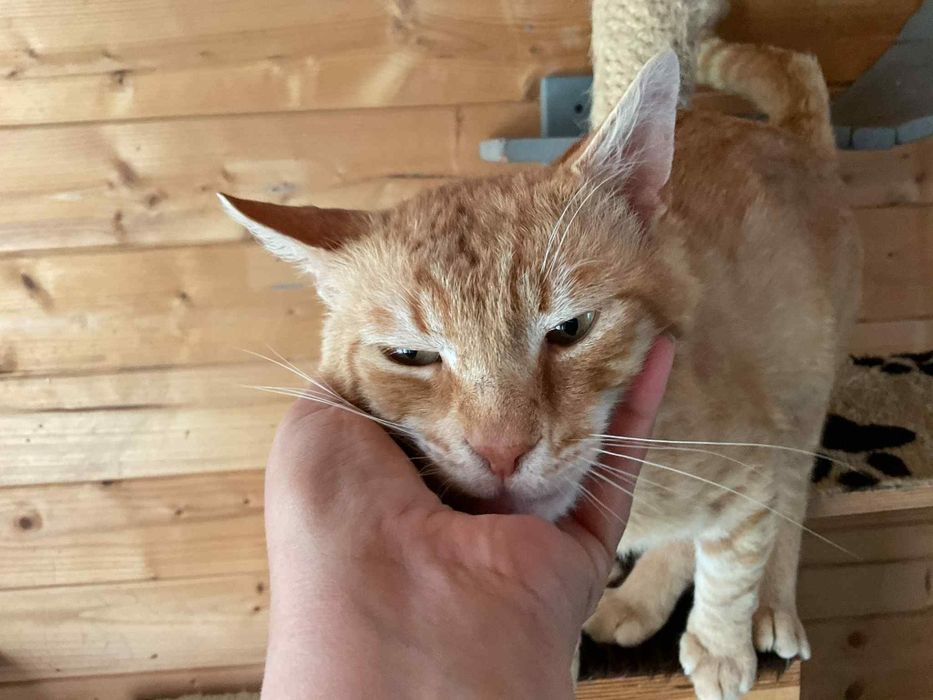 Rudy Smok o cudnym charakterze bardzo prosi o dom