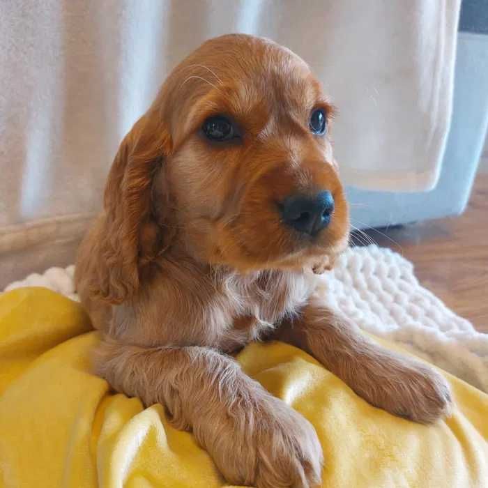 Cocker Inglês dourado