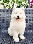 Samoyed typ misia chłopiec
