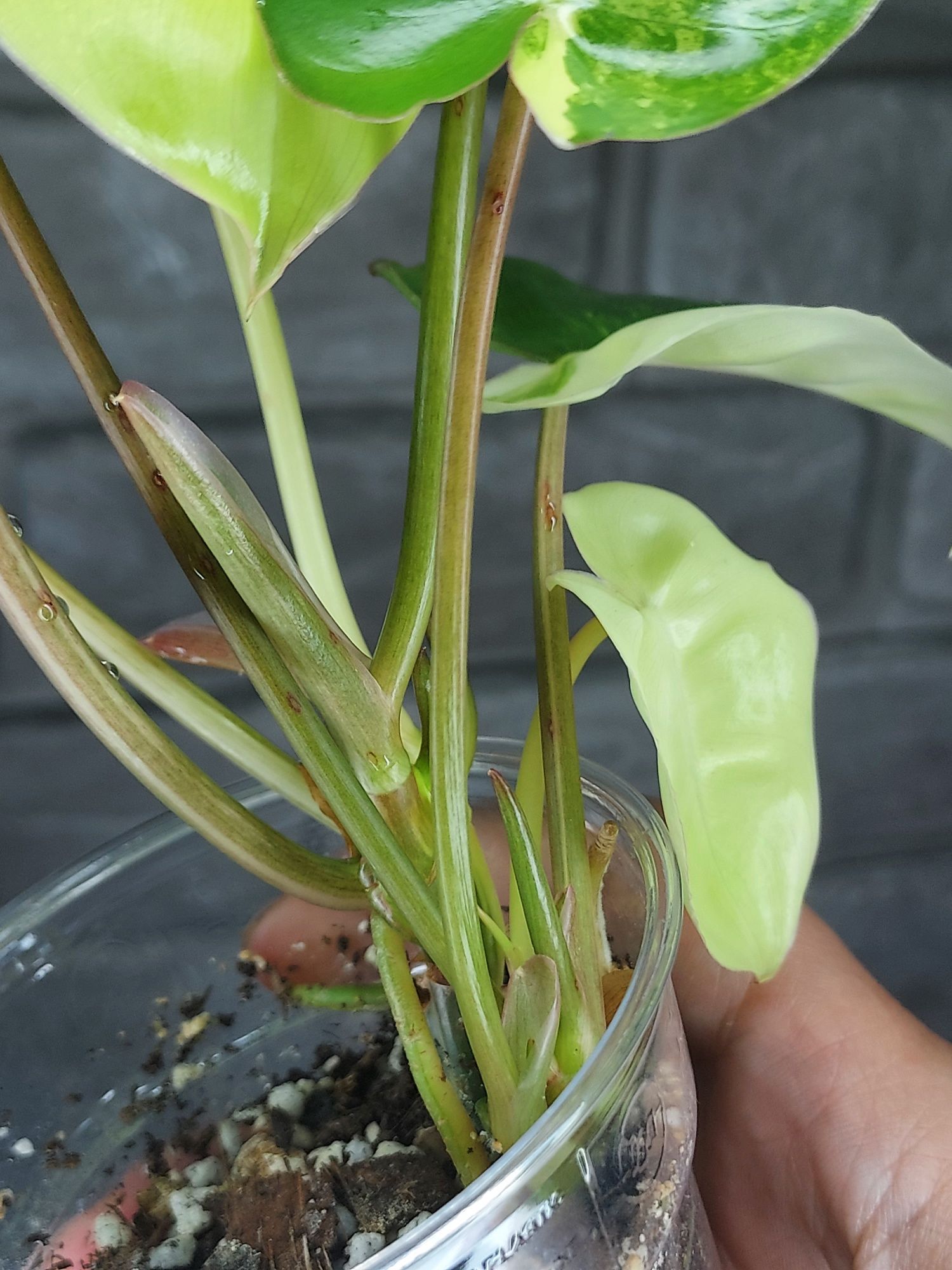 Philodendron Burle Marx Variegata #3