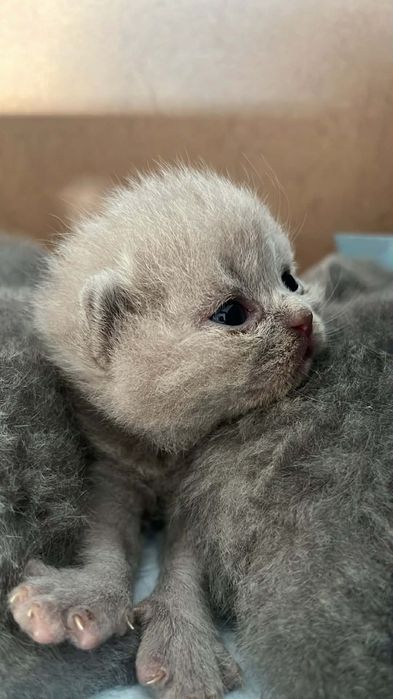 Kot Brytyjski na kolanko