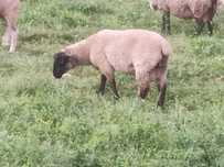Vendo borregos cruzados Suffolk