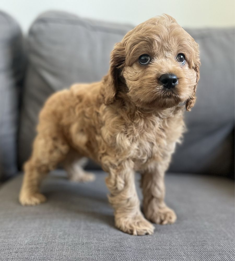 Słodka suczka American cockapoo - cocker & pudel