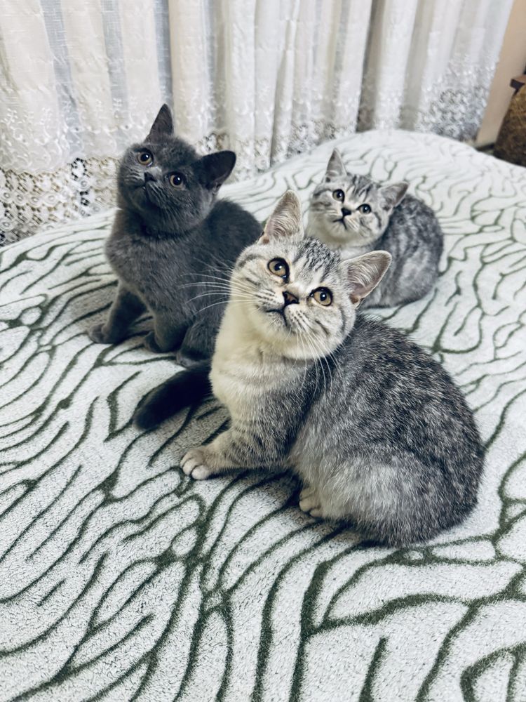 Шотландські кошенята/Scottish fold/straight