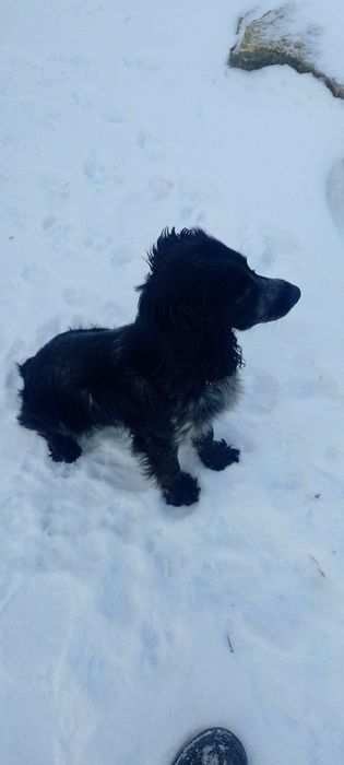 Вязка русский спаниель.