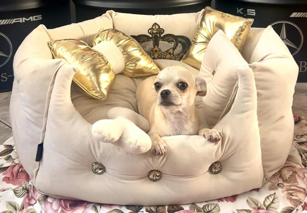 Chihuahua śliczna sunia