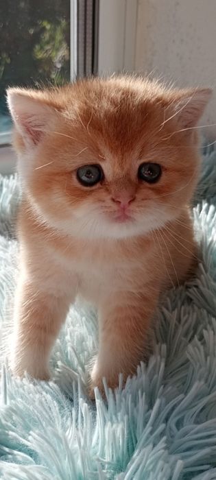Британський золотий шиншилла