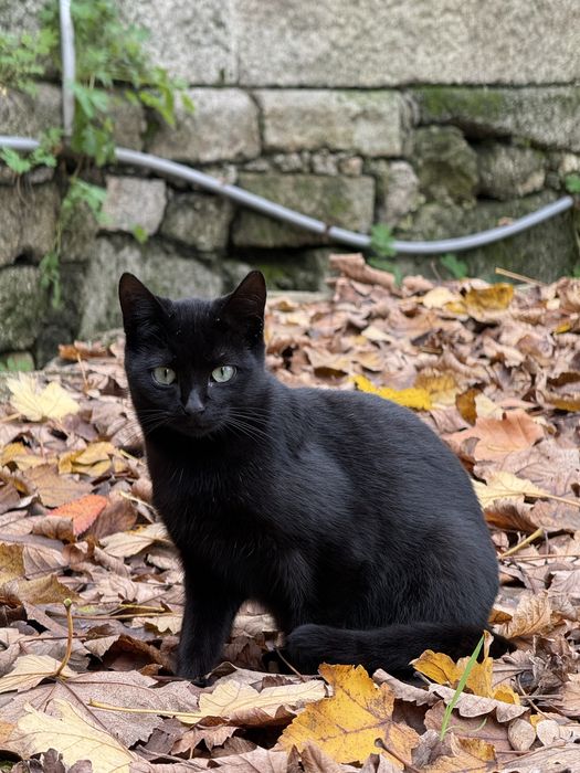 Gatinhos para adopçao responsavel