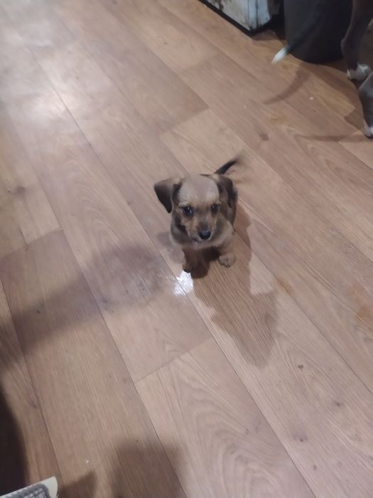 Продам щенка таксы срочно точка севона цена4000