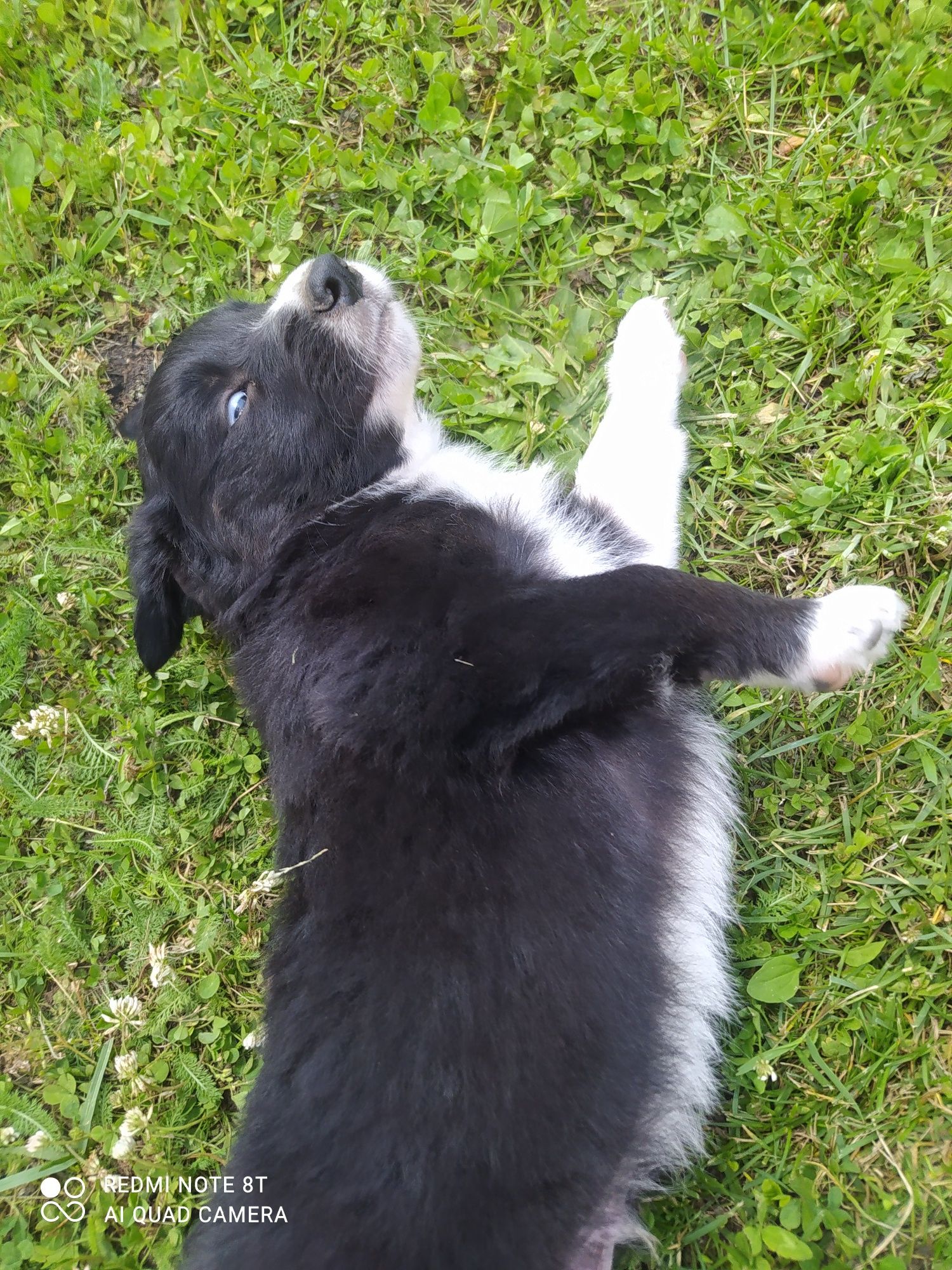 Border Collie - Czarno biały