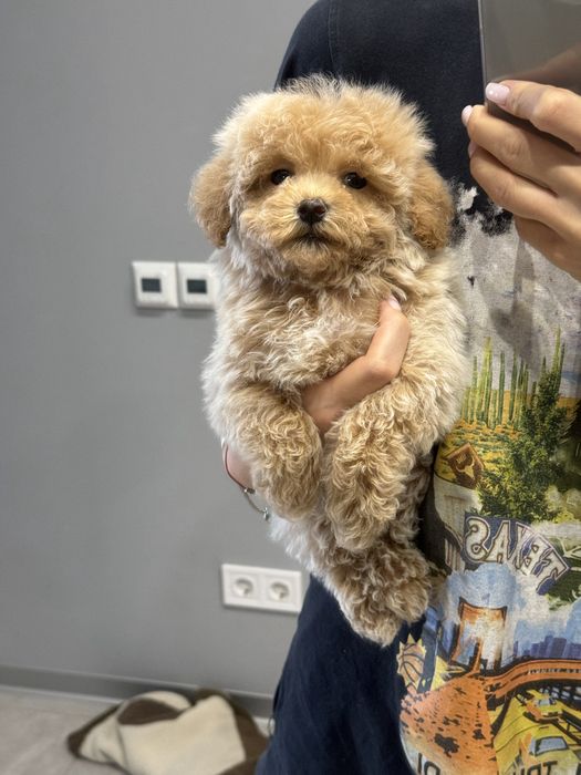 Мальтипу мальчик ф2