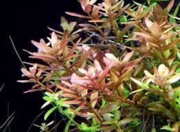 Rotala roślina akwariowa