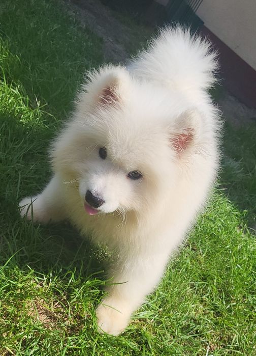 Samoyed samojed FCI