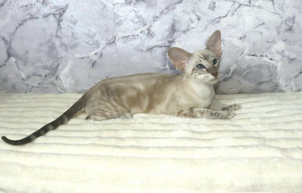 Сіамоорієнтальна дівчинка