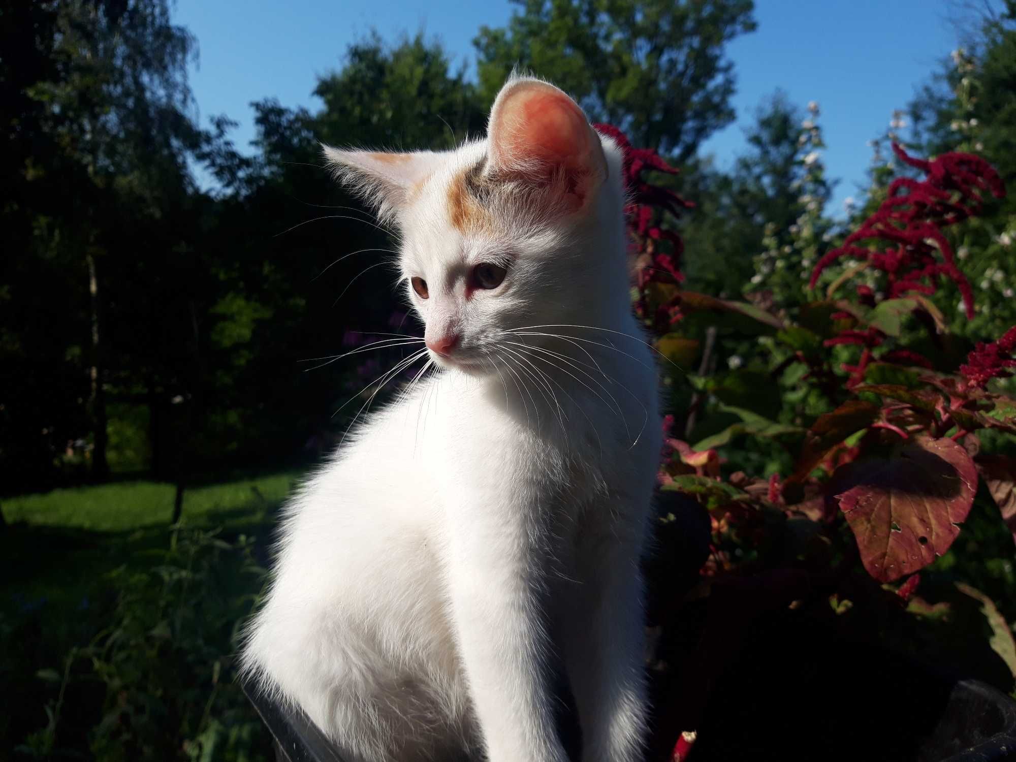 piekna kotka kociczka kotki oddam w dobre rece