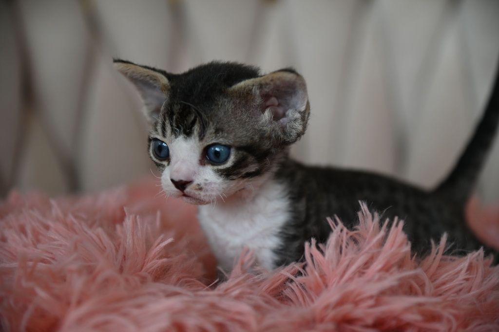 Kocurek Devon Rex