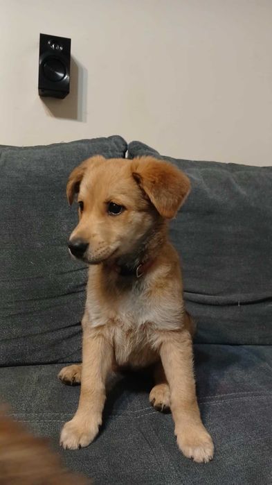 SKY - słodka sunia do adopcji , 4 miesiące