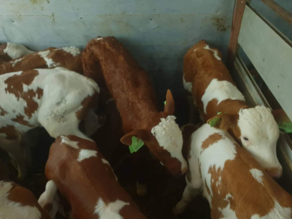 Sprzedam Byczki Jałówki