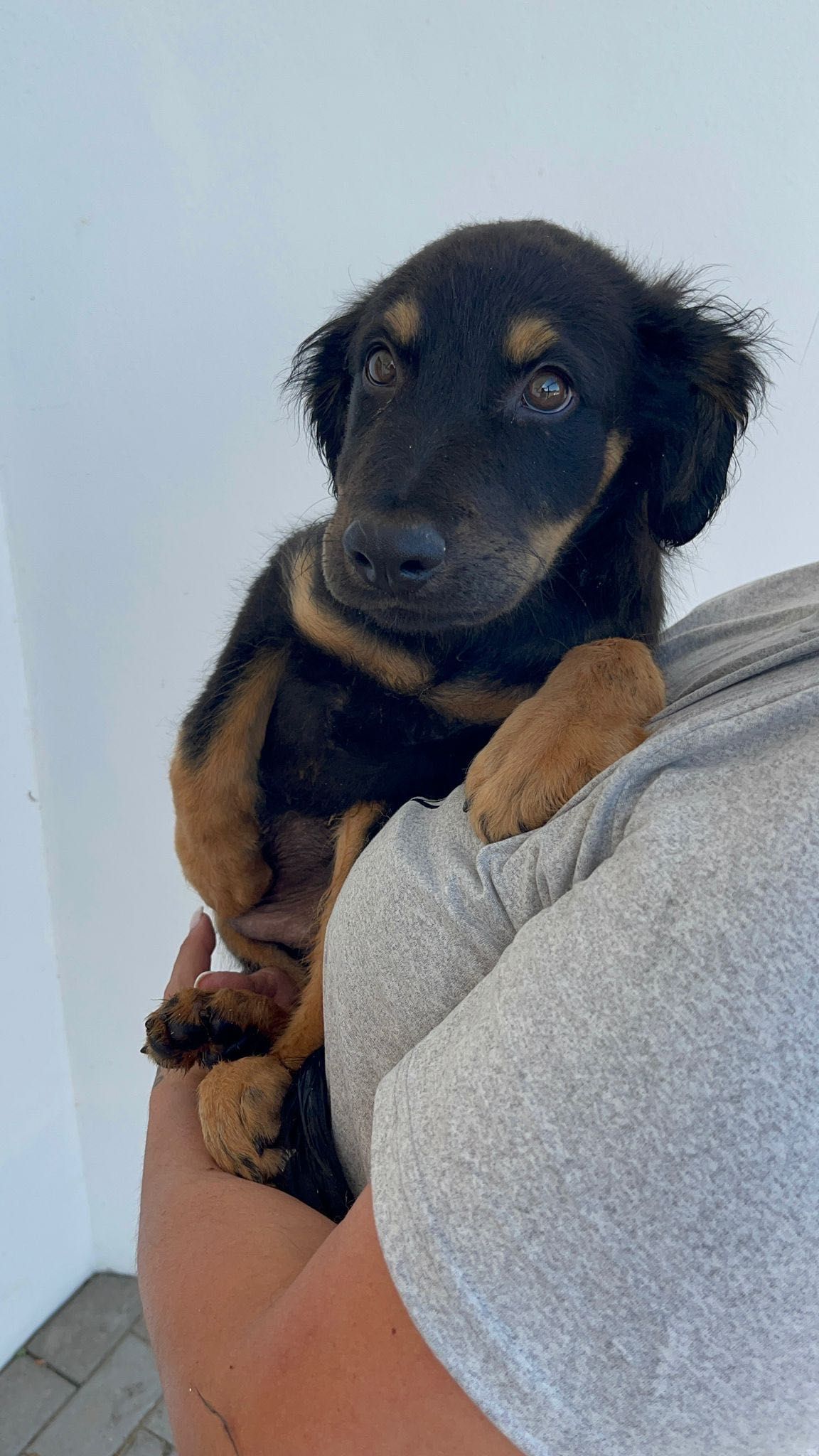 Cachorro para adoção RESPONSÁVEL