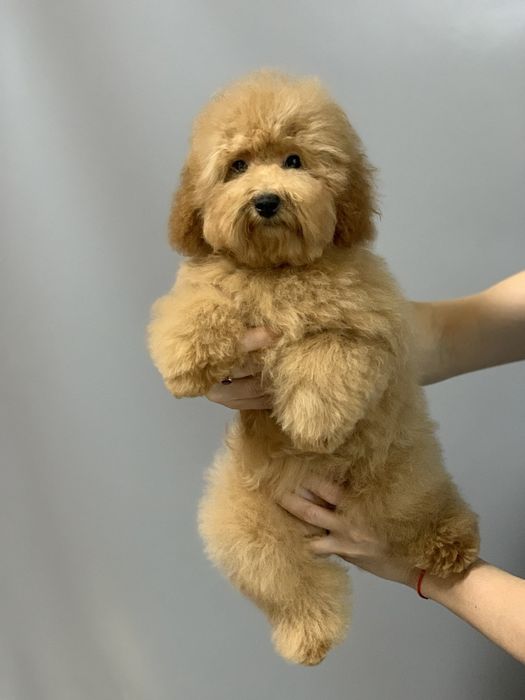 Той Пудель Дівчинка