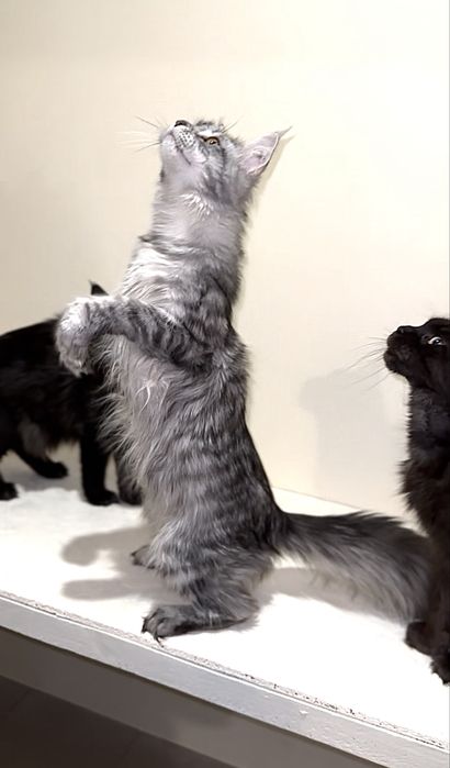 Срібна красуня мейн-кун з розплідника