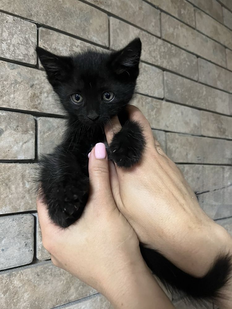 Кошенята коти шукають дім