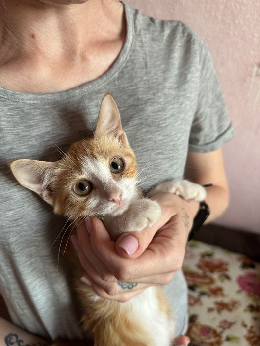 Риже котеня 4 місяці
