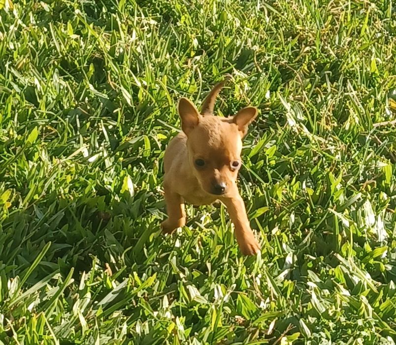 Fêmea pinscher miniatura