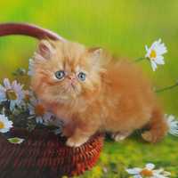 Кому щастя у хату персидське кошеня