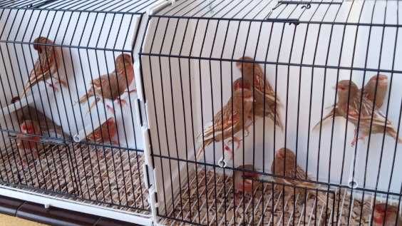 Kanarki Pheo mozaika czerwona 2024 i 2025