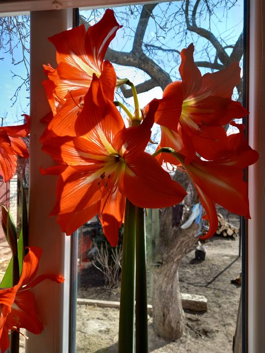 Гиппеаструм гибридний