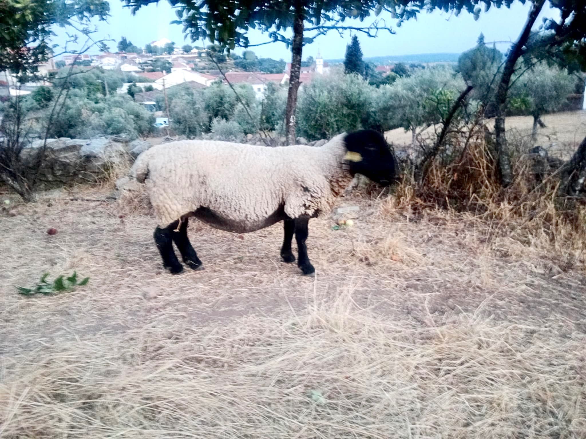 Vendo 2 Ovelhas Suffolk Inglês