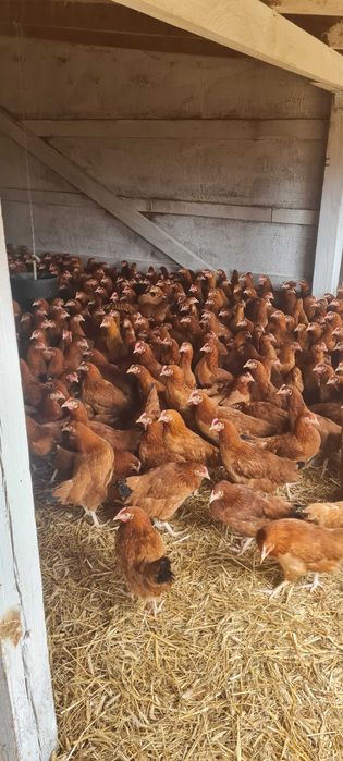 Kury Nioski Młode z pierwszym jajkiem.Zdrowe piękne z wybiegu..