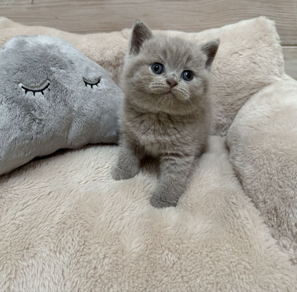 British shorthair lilac