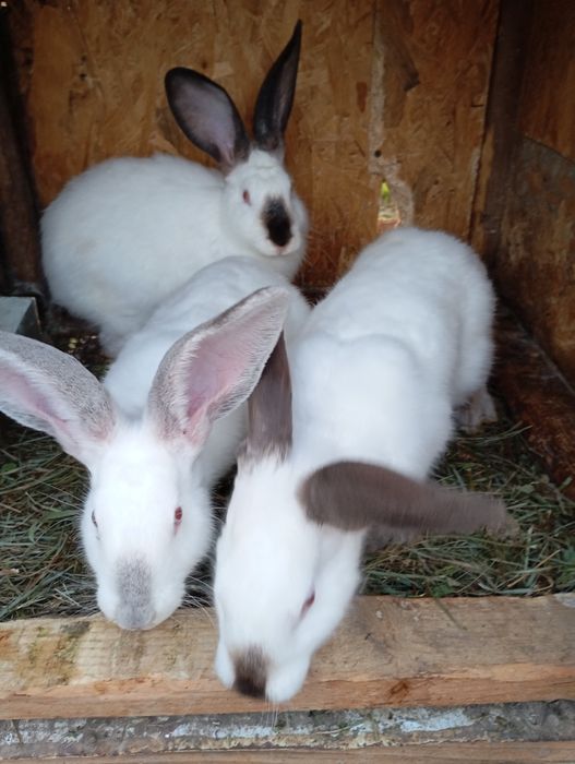 Кролики . Каліфорнія , термонці , полтавське  срібло . Різного віку ,.