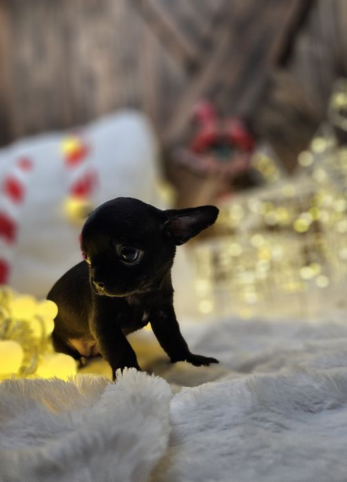 Chihuahua suczka gotowa do zmiany domku