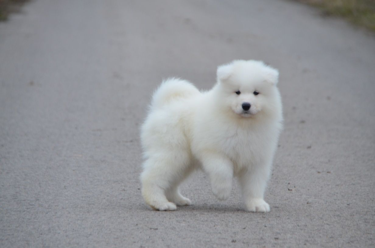 Samoyed ZKwP FCI