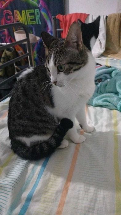 Gata gatinha 7 meses para adoção consciente