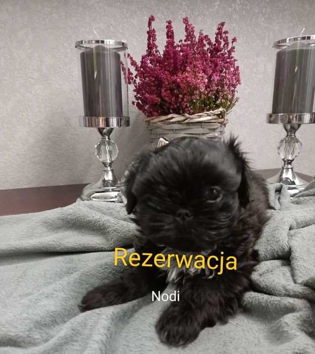 Rezerwacja Shih Tzu piesek Nodi rodowód